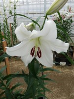 [5648 VH78 No02.JPG]